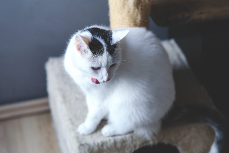 how long are cats pregnant