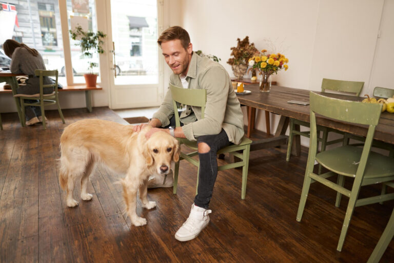 work at a doggy day care in paris france
