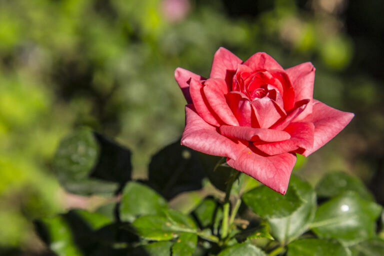 satva rose