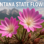 montana state flower