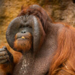 orangatang