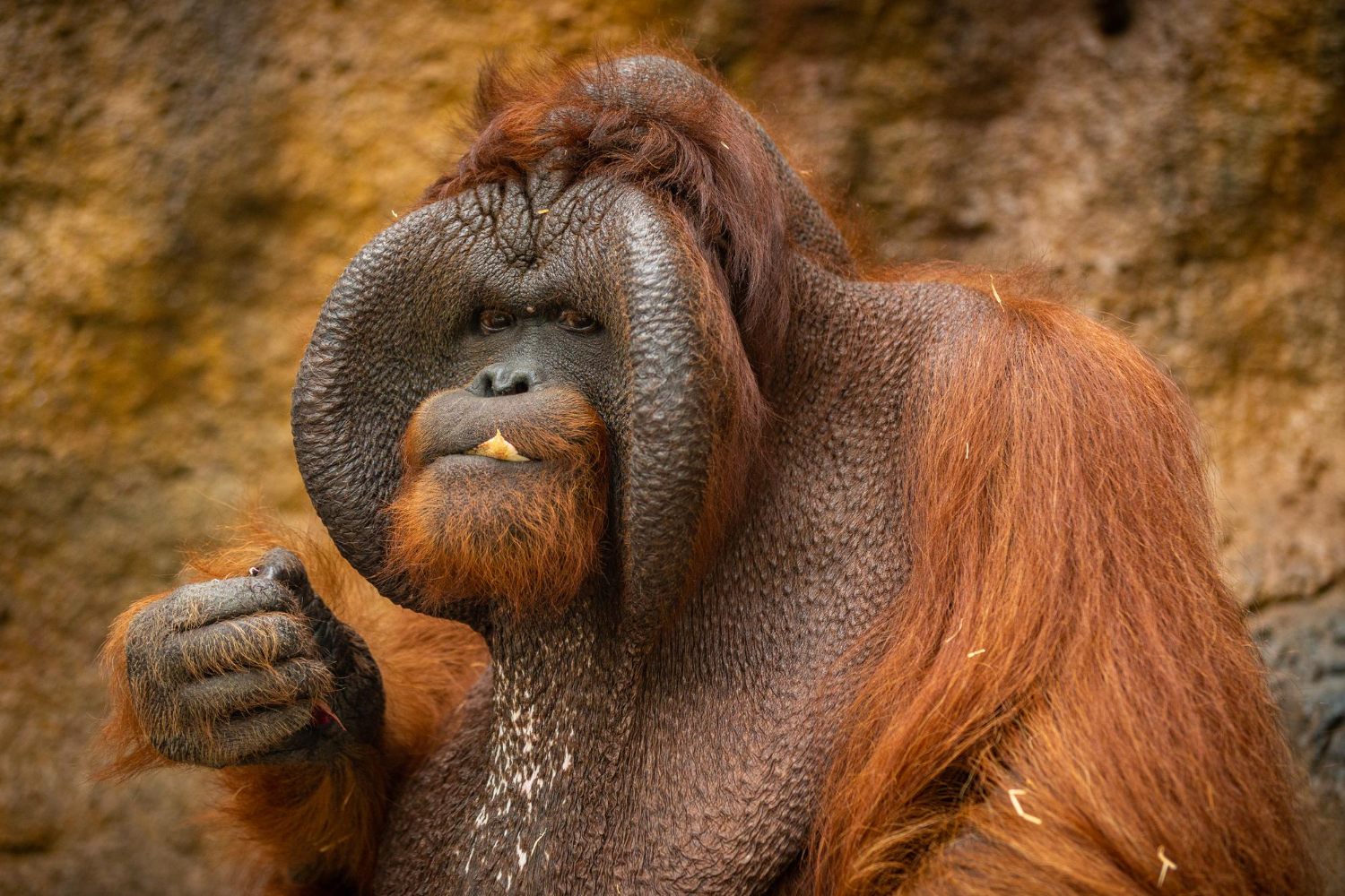 orangatang