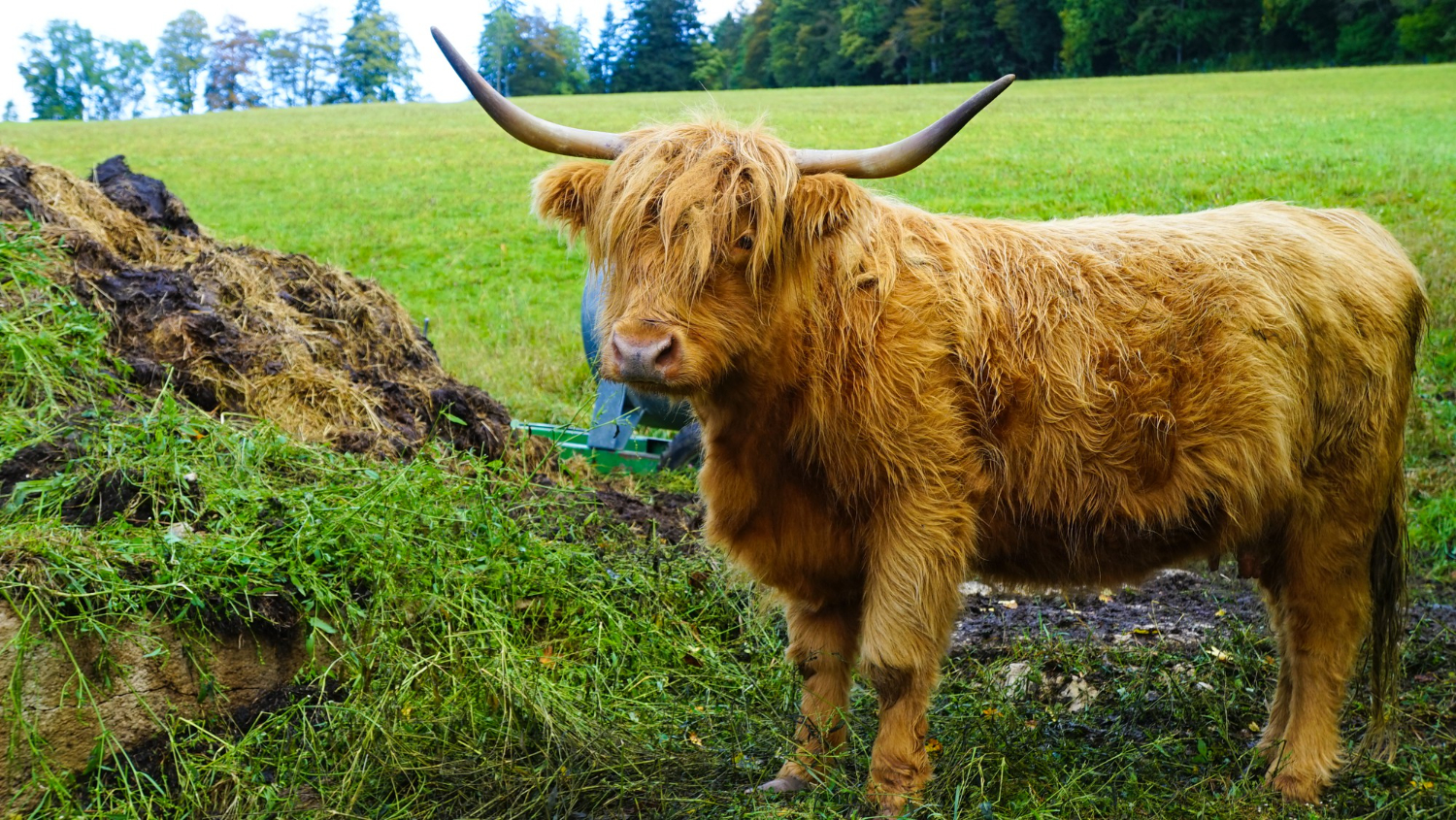 miniature highland cow