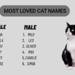 cat names