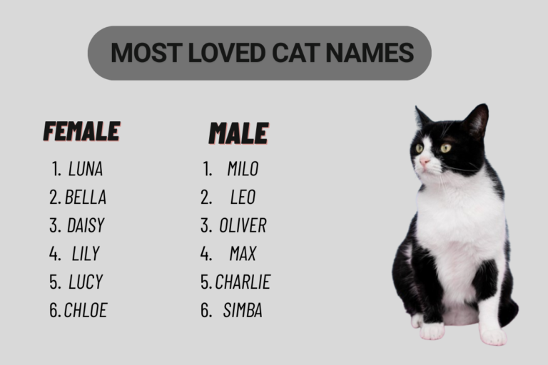 cat names