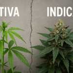 sativa vs indica