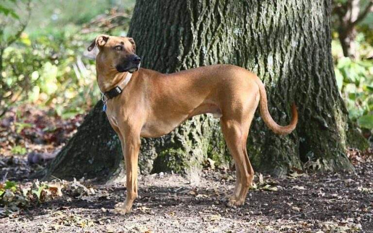 black mouth cur