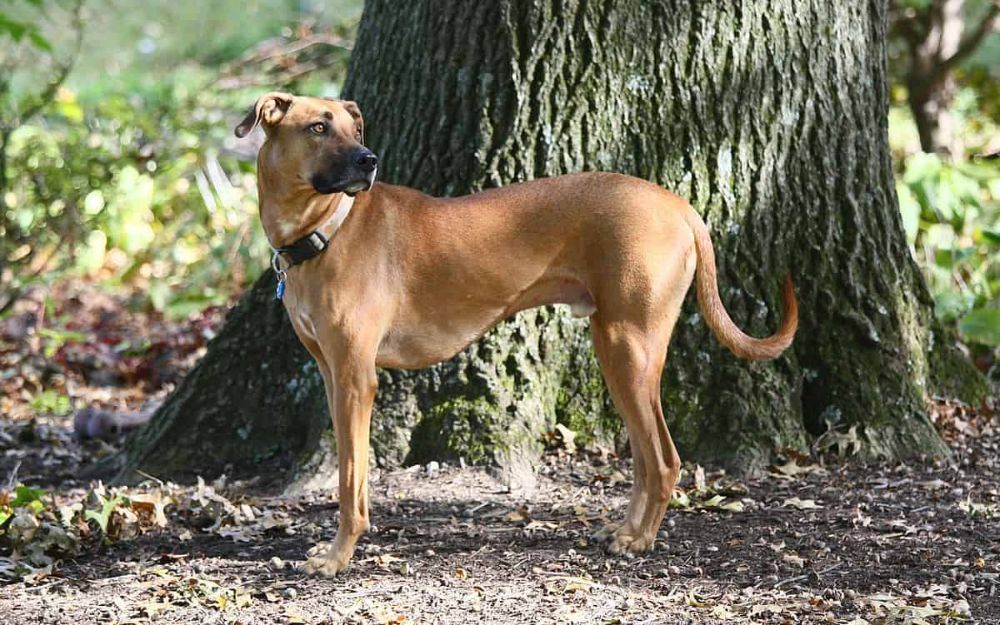 black mouth cur
