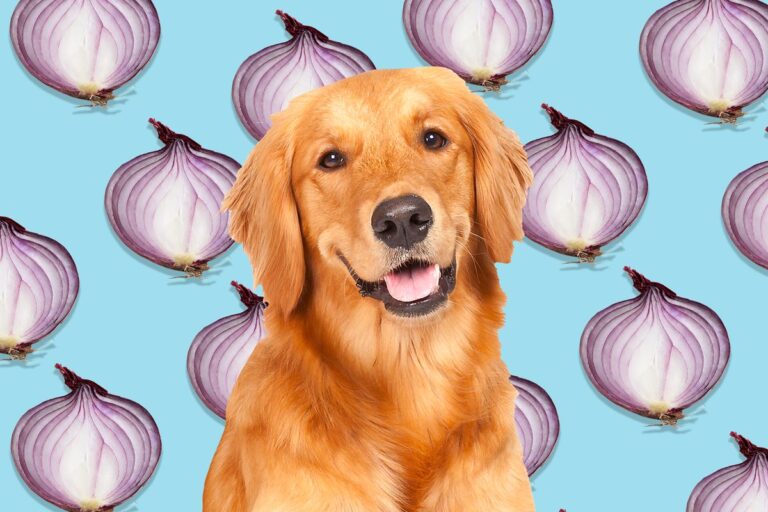 are onions bad for dogs