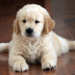 mini golden retriever