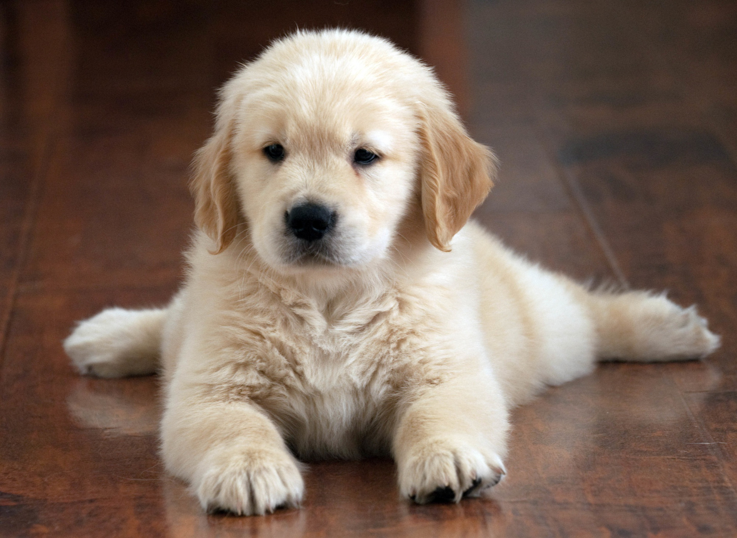 mini golden retriever